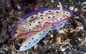 Goniobranchus kuniei flapping its mantle/Photographed wit... by Laurie Slawson 